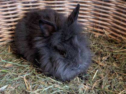 Bild 9:Zwergkaninchen in verschiedenen Farben