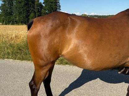 Bild 8:Tschechisches Warmblut, Stute, 13 Jahre, 150 cm, Brauner