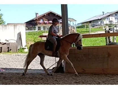 Bild 3:4,5-jähriger sportlicher, schicker Haflingerwallach