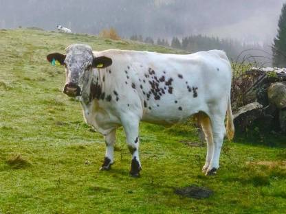 Bild 2:Pustertaler Spitzen Kuh