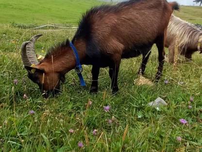 Bild 5:Pinzgauer Böcke