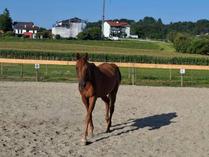 Bild 3:4-jähriger Vollblut Wallach