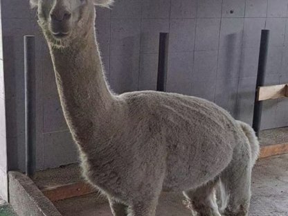 Alpakas