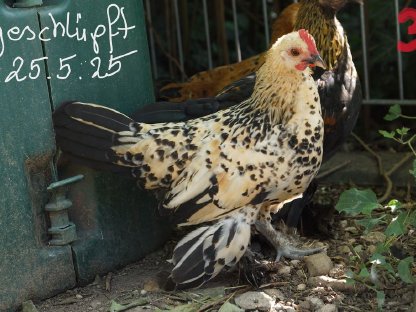 Bild 3:Federfüßige Zwerghähne verschiedene Farben