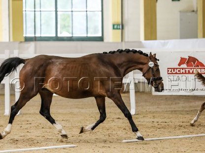 Bild 3:Deutsches Reitpony Mastro's Vayana