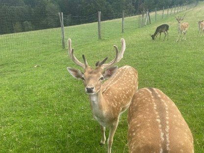 Bild 6:Zuchtwild Damhirsche