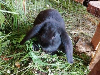 Bild 7:Kaninchen Deutsche Widder