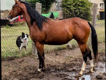 Appaloosa Stute