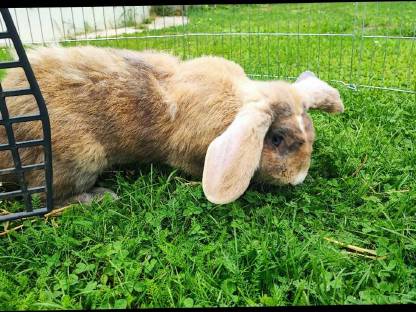 Bild 6:Deutscher Widder Rammler