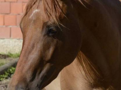 Bild 3:3-jährige Quarter-Stute