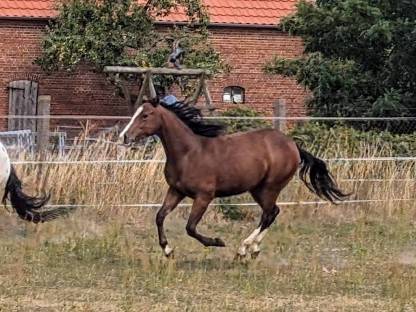Appaloosa Stute