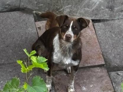 Bild 7:Border Collie Hündin