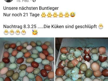 Bild 7:Bunte Bruteier 10 + 2 Gratis € 17,- Easteregger Eier