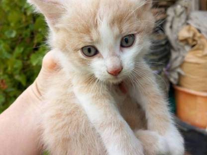 Süße verspielte Babykatzen abzugeben