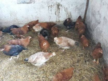 Bild 6:New Hampshire, Sulmtaler Italiener Nachzucht 2024