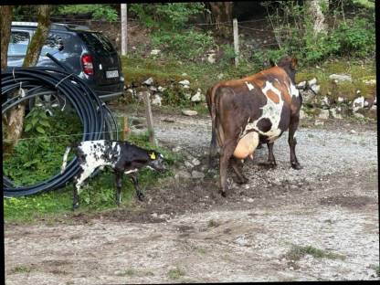 Bio Mutterkuh mit Kalb weibl.