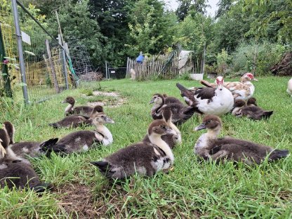 Bild 5:Warzenenten / Moschusenten aus 6/2025