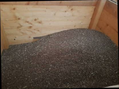 Bild 2:Buchweizen Bio