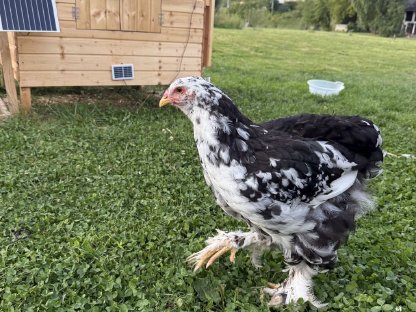 Bild 2:Hähne und Hennen zu verkaufen