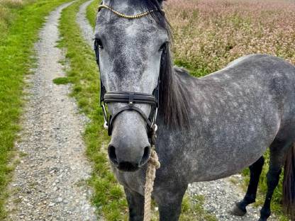 Bild 7:Warmblutstute 3-jährig