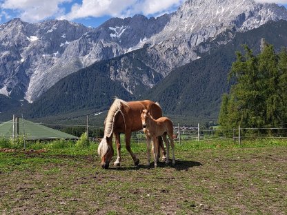 Bild 4:Verkaufe Tiroler Haflinger Stutfohlen