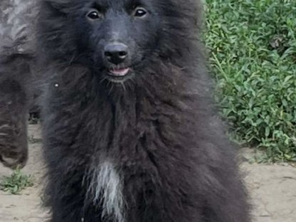 Bild 8:Wolfsspitz Großspitz Welpen