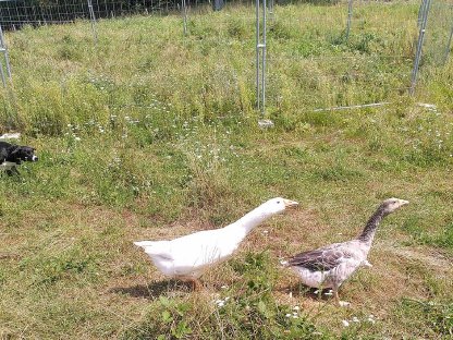 Bild 4:Österreichische Landgans Zuchtpaar, bio