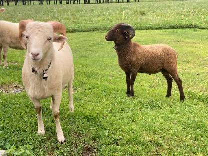 Bild 3:Quessant Zwergschaf Widder