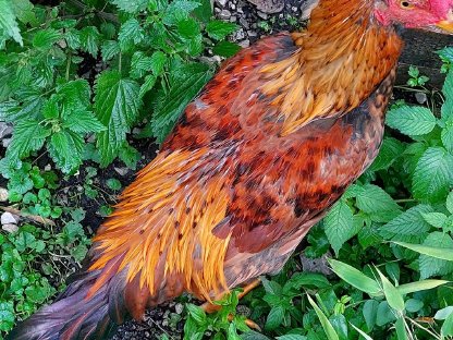 Bild 3:1,1 Junghahn und Henne