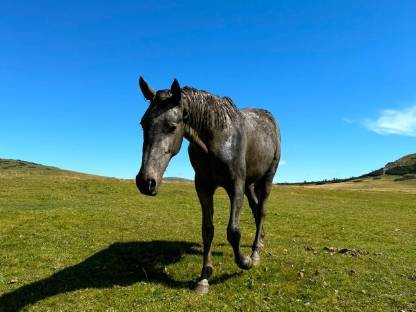 Bild 4:Warmblutstute 3-jährig