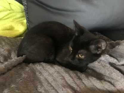 Bild 2:Süße Katzen zu verkaufen