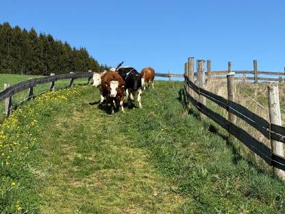 Bild 3:Trächtige Bio-Kalbinnen