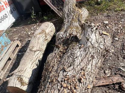 Bild 4:Nussholz-Stämme