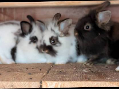 Bild 8:Junge Zwergkaninchen in allen Farben