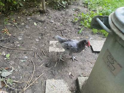 Bild 5:Bresse Gauloise, Bielefelder