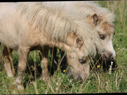 Bild 4:Minishetty Prämienstute mit oder ohne Fohlen