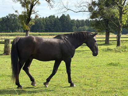 Ungarisches Warmblut