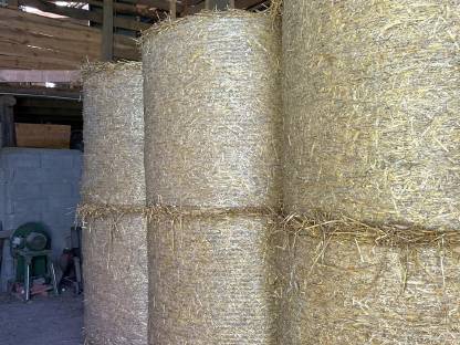 Triticale Stroh