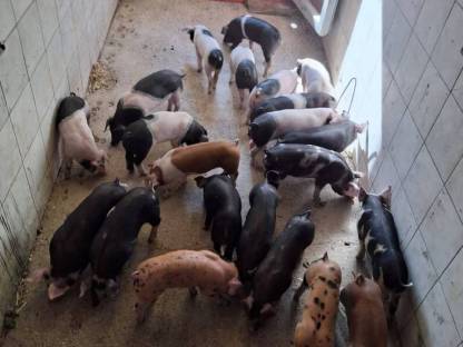 Bild 5:Verkaufen Berkshire x Pietrain und verschiedene Duroc-Kreuzungen