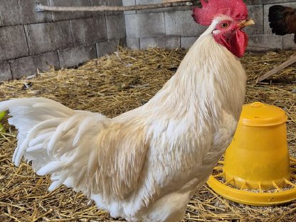 Bild 4:Hähne zu vergeben