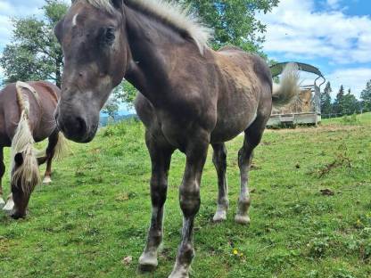 Bild 2:Noriker Hengstfohlen Tannenberg Vulkan