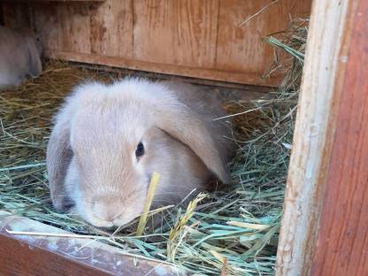 Zwergkaninchen