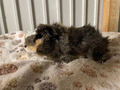 Bild 2:Zuchtauflösung Rosetten Meerschweinchen