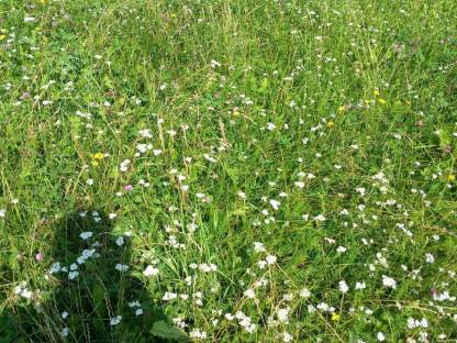 Bild 3:50 Stk. Bio-Heuballen mit Lagermöglichkeit April 2026