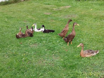 Bild 2:Laufente, Erpel