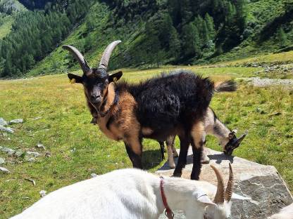 Ziegenbock