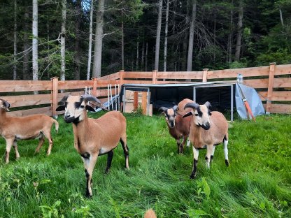 Bild 3:Kamerunschafe ca. 5 Monate alt