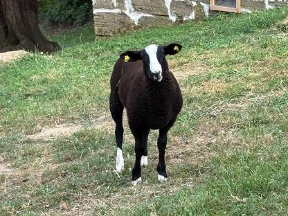 Zwartbles Herdenbuchbocklamm