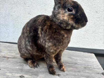 Bild 4:Scar sucht noch ein liebevolles Zuhause