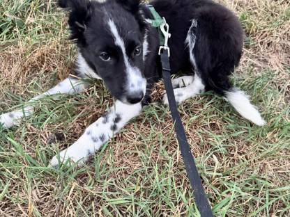 Bild 8:Reinrassige Border Collie Welpen abzugeben